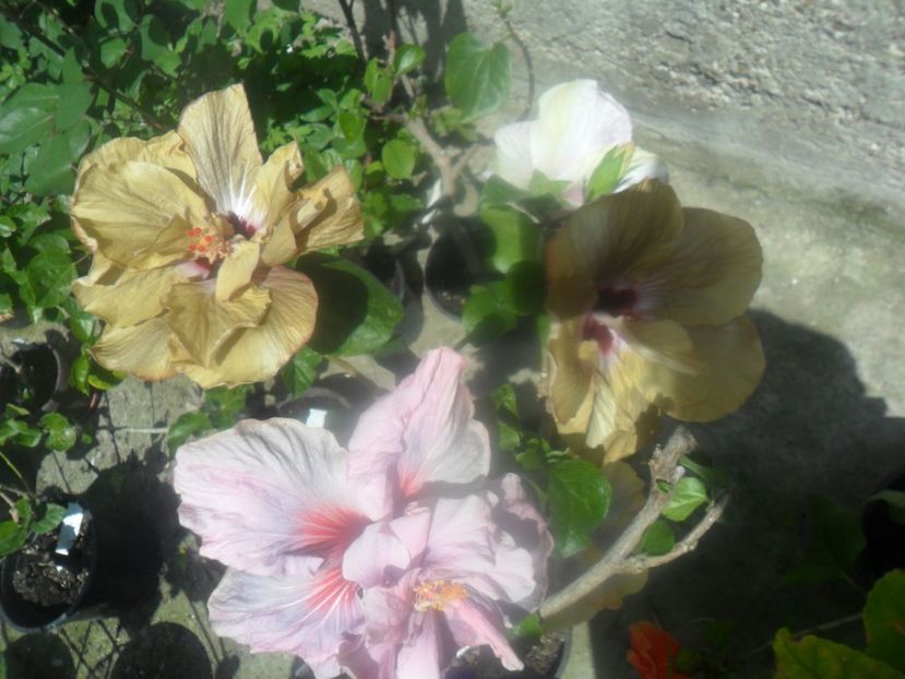 - hibiscusi 2017-1