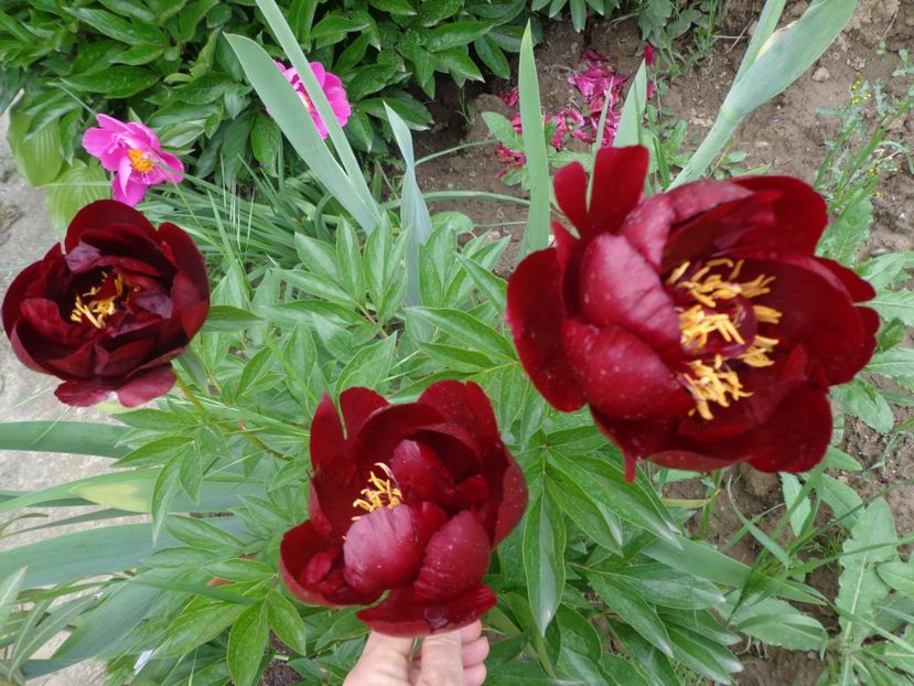  - FLORI DE GRADINA 2017