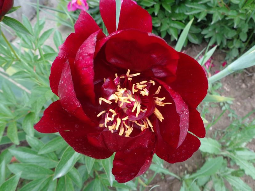  - FLORI DE GRADINA 2017