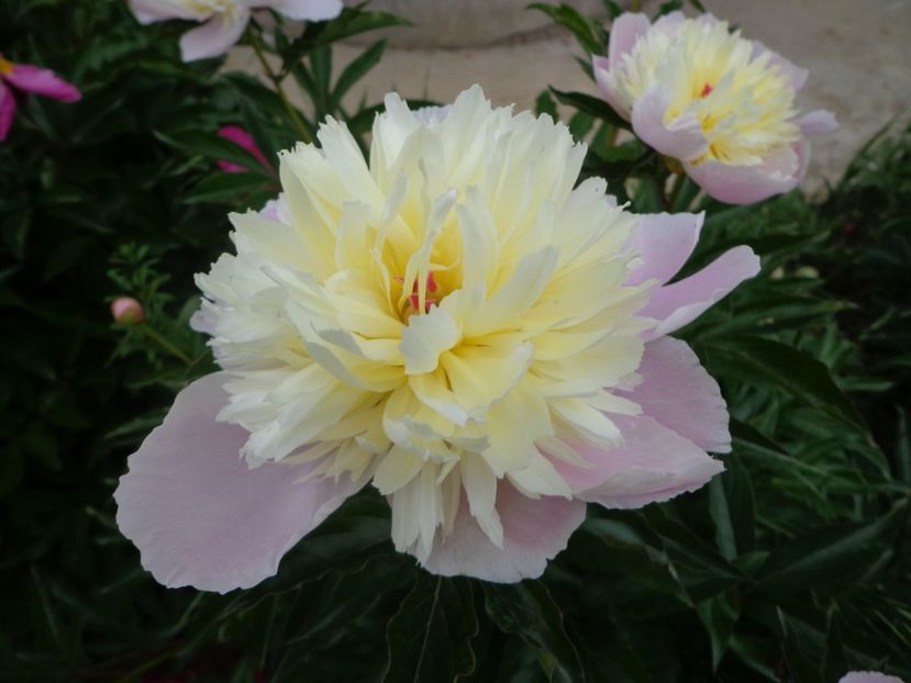  - FLORI DE GRADINA 2017