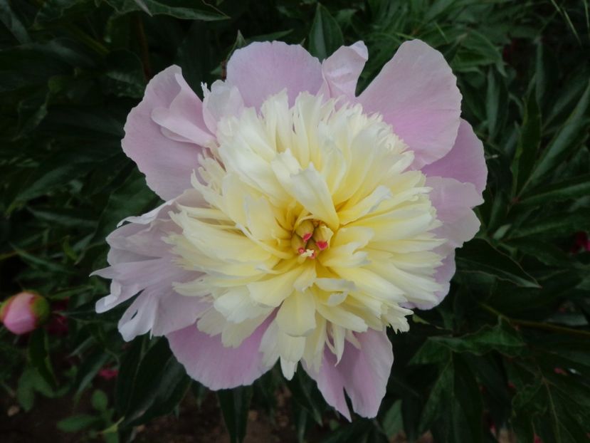  - FLORI DE GRADINA 2017