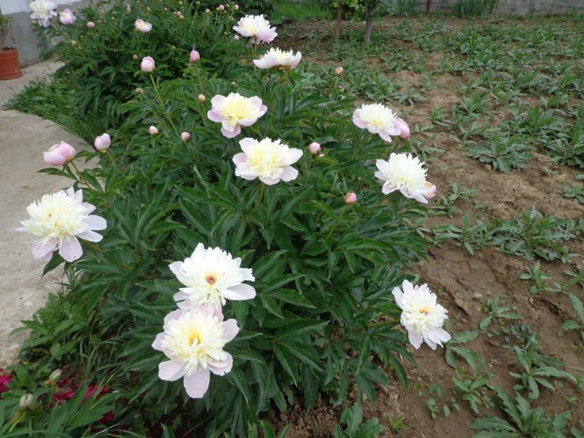  - FLORI DE GRADINA 2017