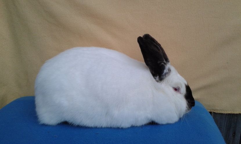 17mai 2017 - femela 4