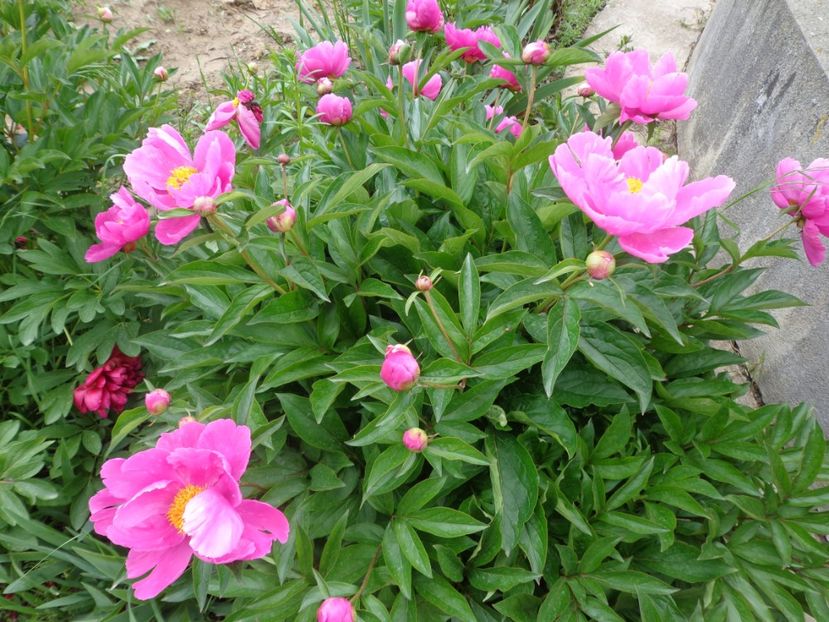  - FLORI DE GRADINA 2017