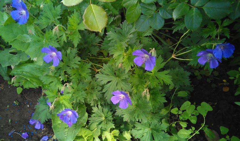 geranium him baby blue - 2017 geranium