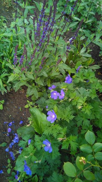 Salvia nemeosa Caradonna+ geranium him baby blue - 2017 geranium