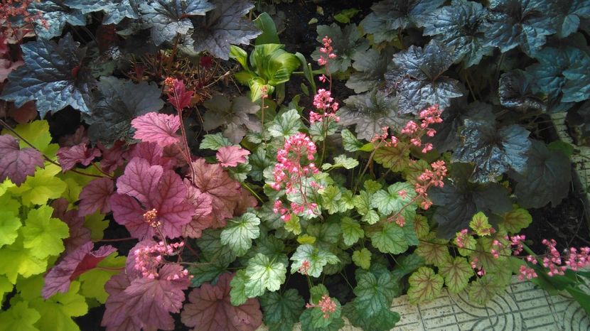  - 2017 heuchera heucherella brunnera