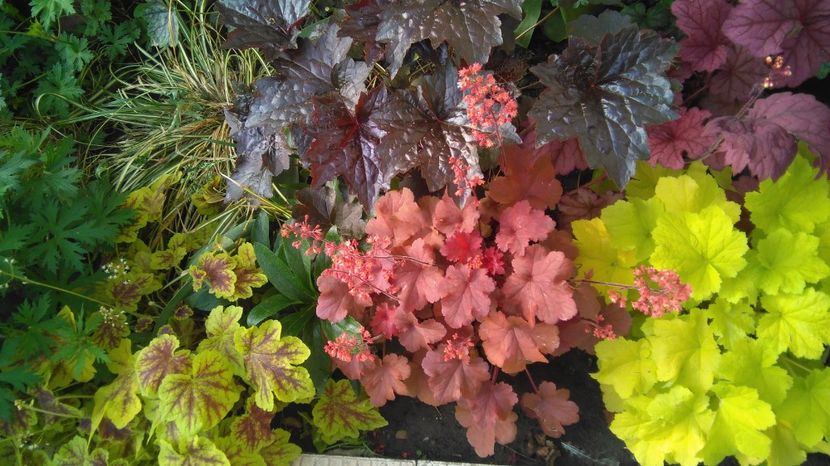  - 2017 heuchera heucherella brunnera