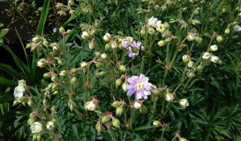 Geranium pratense Summer Skies - 2017 geranium