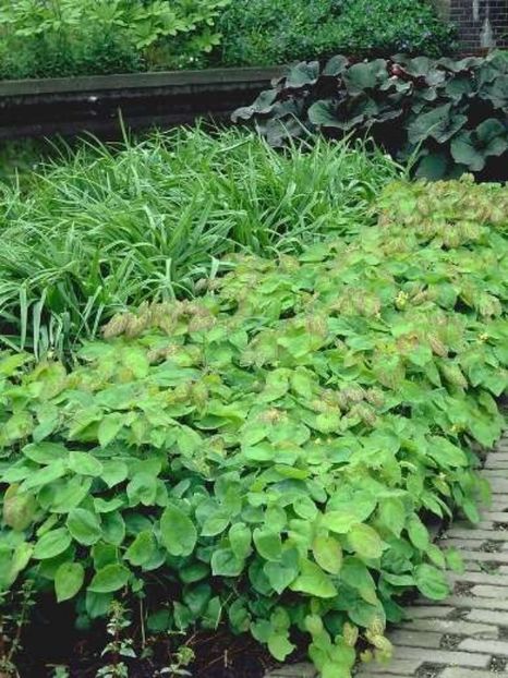 epimedium_versicolor_sulphureum - d Comanda plante noi achizitii 2017