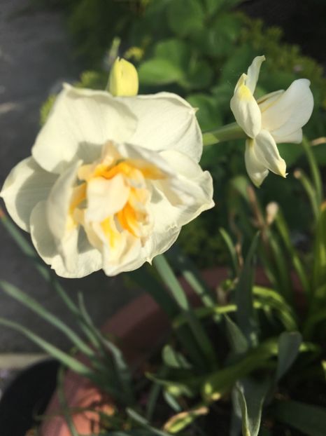  - Narcise 2017 2023 24