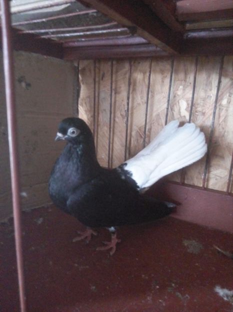 Porumbita 2016 - Pt invidiosi ! Se stiu ei!