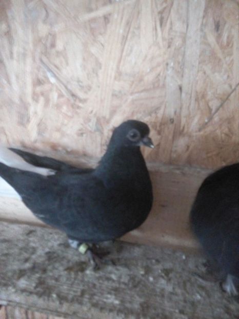  - Pt invidiosi ! Se stiu ei!