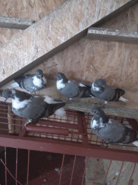  - Pt invidiosi ! Se stiu ei!