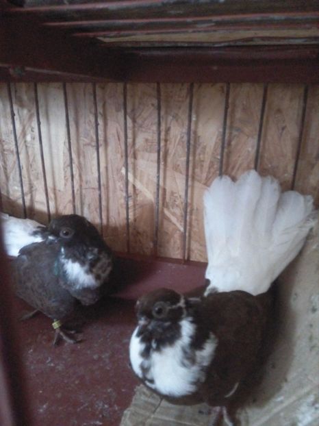  - Pt invidiosi ! Se stiu ei!