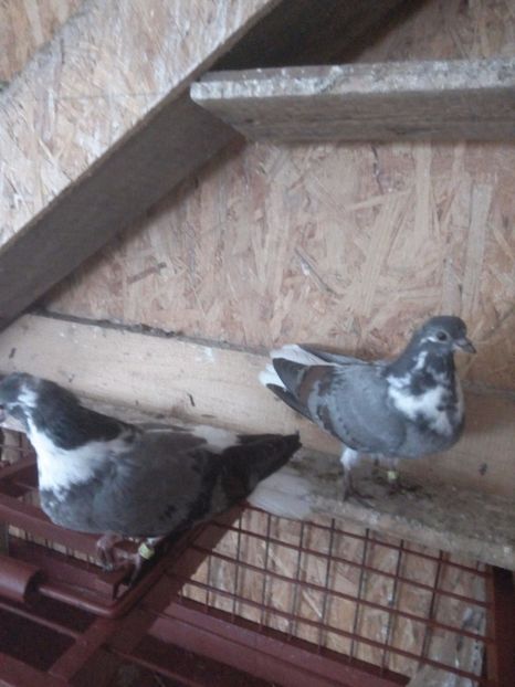  - Pt invidiosi ! Se stiu ei!