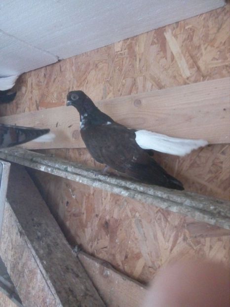  - Pt invidiosi ! Se stiu ei!