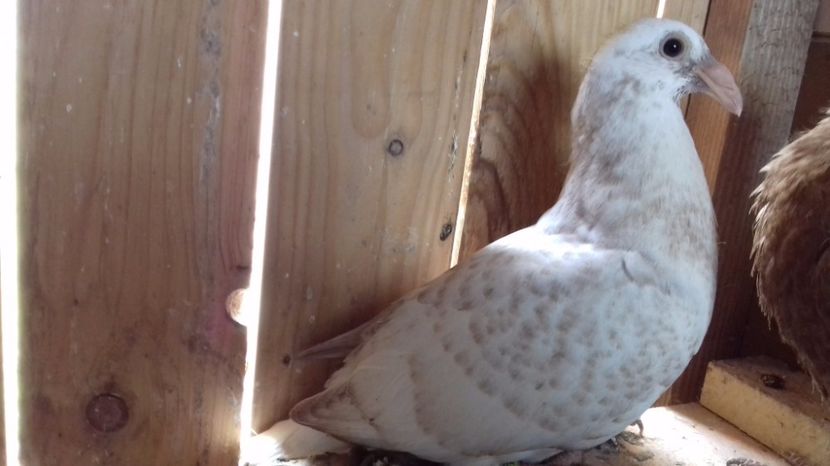  - V Pui voiajori stil vechi 2017