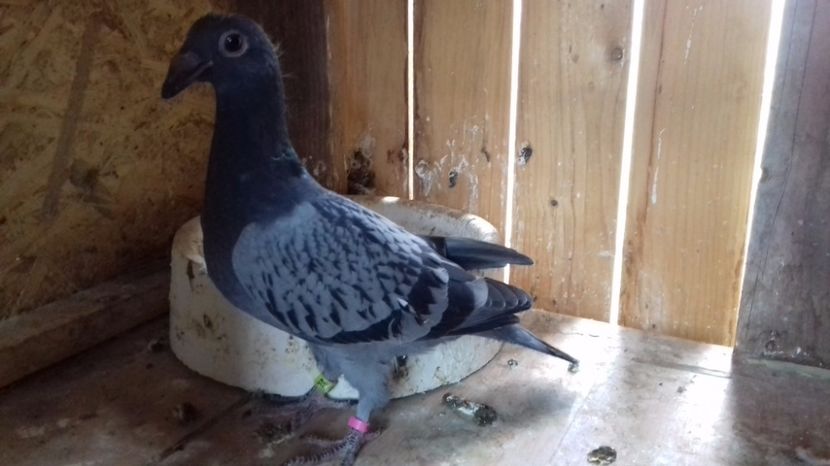  - V Pui voiajori stil vechi 2017