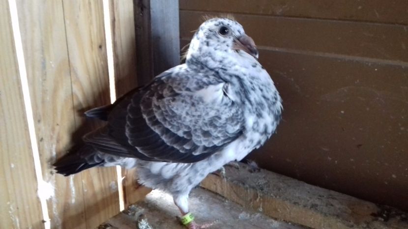  - V Pui voiajori stil vechi 2017