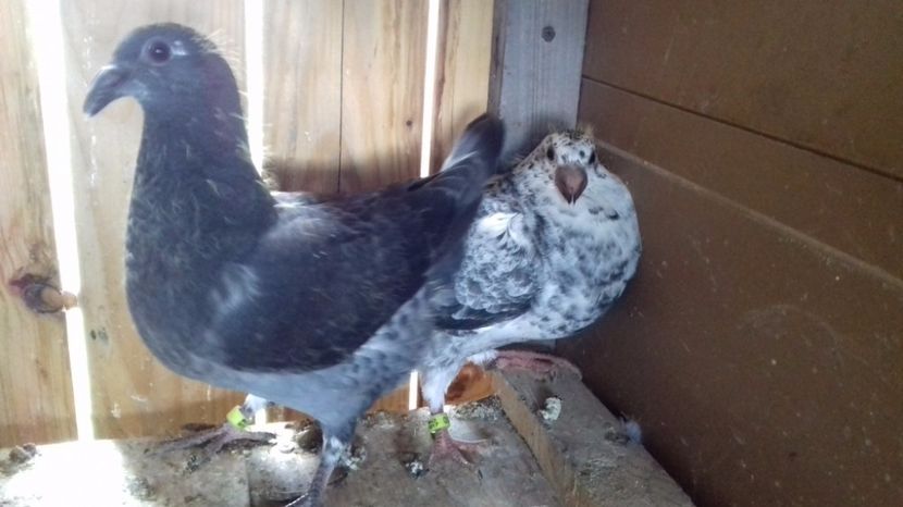  - V Pui voiajori stil vechi 2017