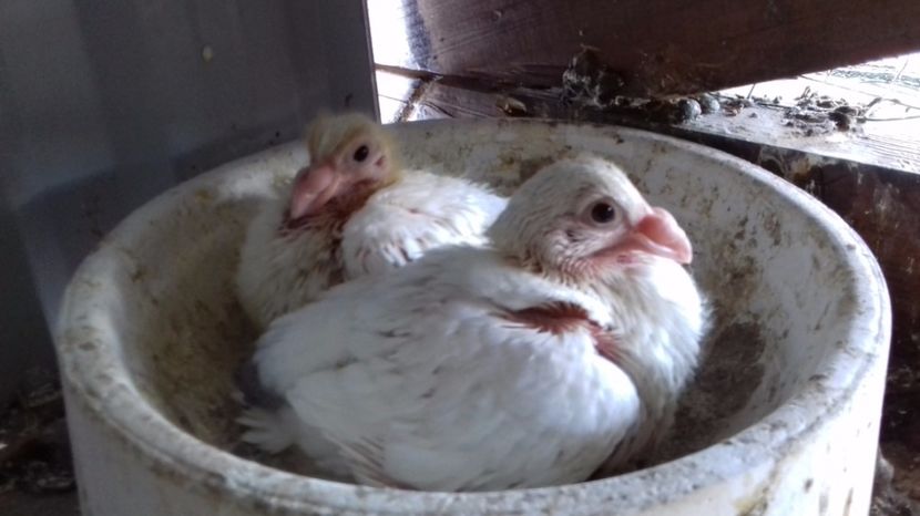  - V Pui voiajori stil vechi 2017