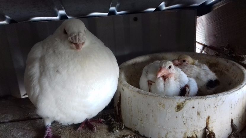  - V Pui voiajori stil vechi 2017