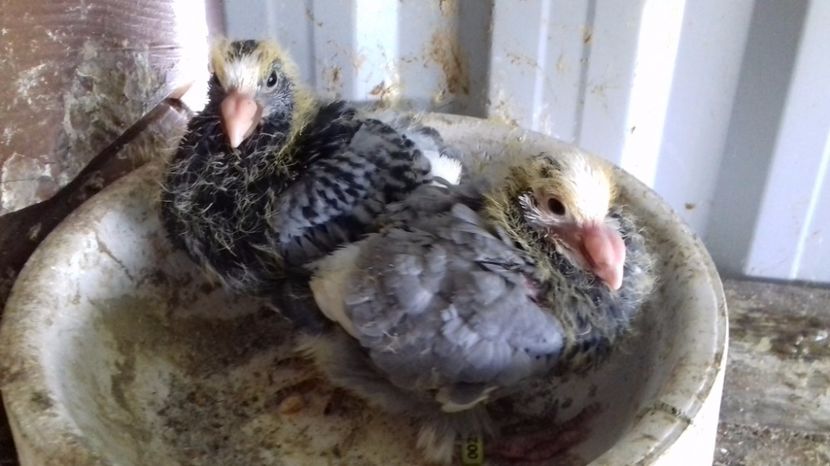  - V Pui voiajori stil vechi 2017