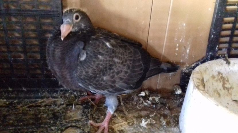  - V Pui voiajori stil vechi 2017