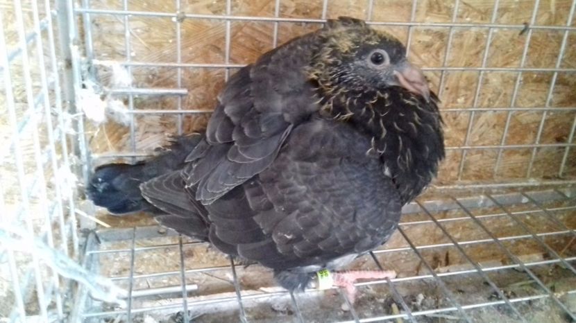  - V Pui voiajori stil vechi 2017