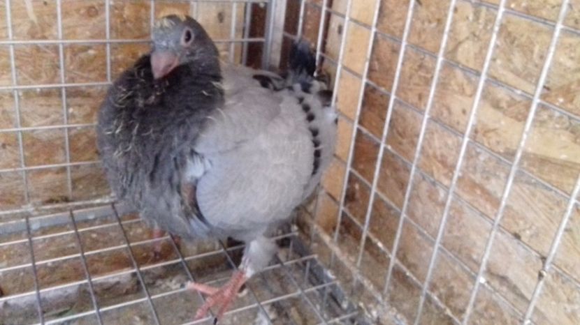  - V Pui voiajori stil vechi 2017