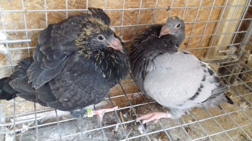  - V Pui voiajori stil vechi 2017