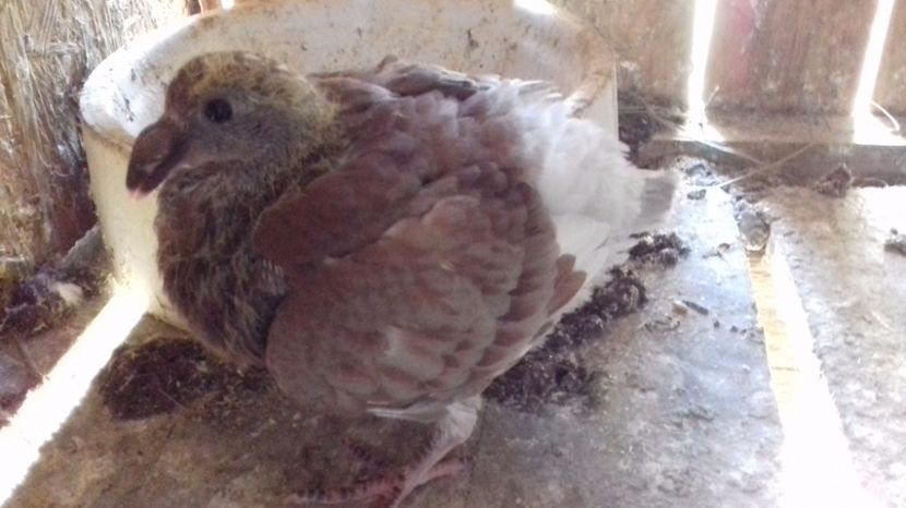  - V Pui voiajori stil vechi 2017