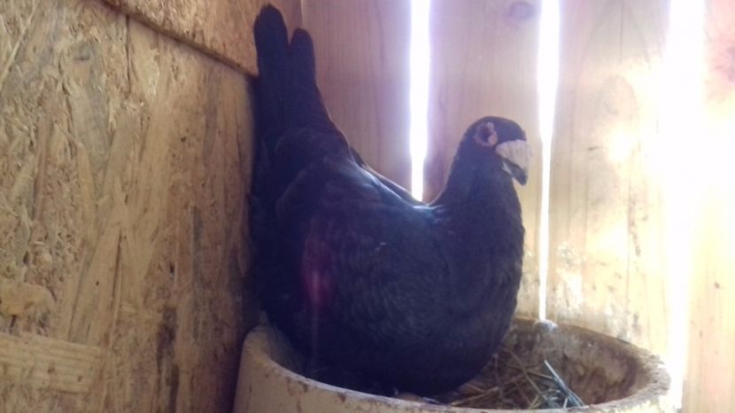  - V Pui voiajori stil vechi 2017