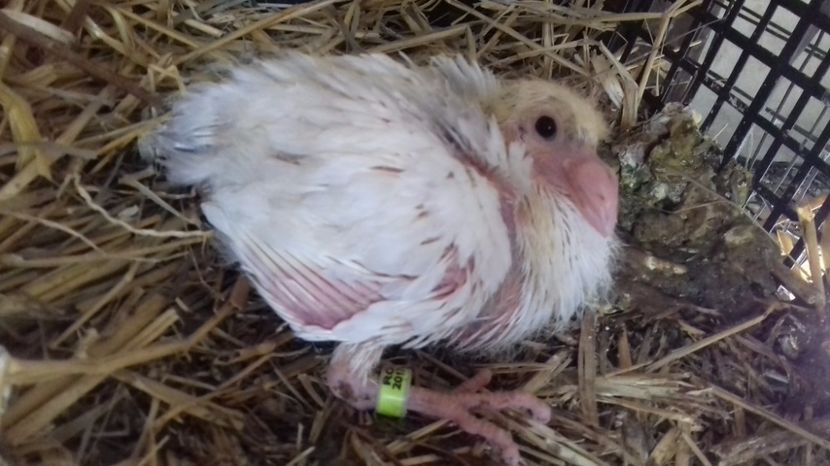  - V Pui voiajori stil vechi 2017