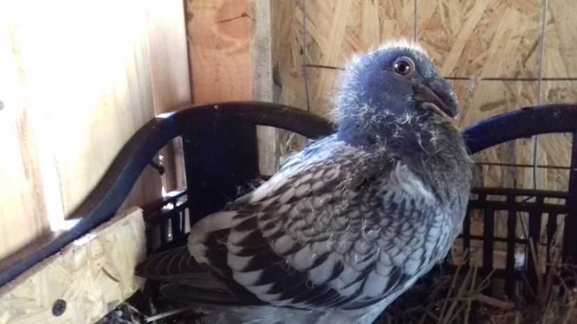  - V Pui voiajori stil vechi 2017