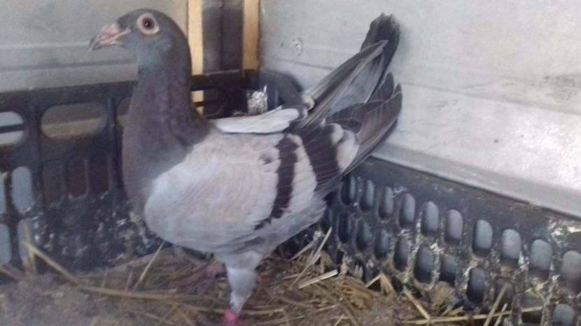  - V Pui voiajori stil vechi 2017