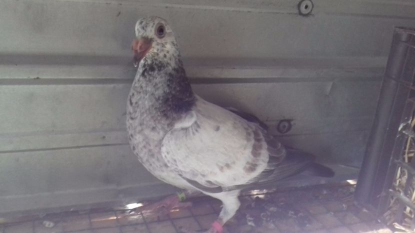  - V Pui voiajori stil vechi 2017