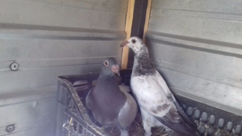  - V Pui voiajori stil vechi 2017