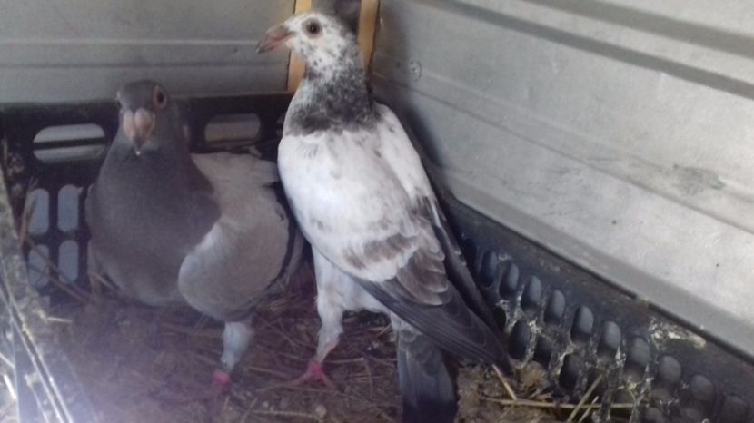  - V Pui voiajori stil vechi 2017