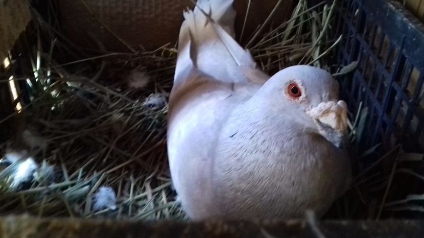  - V Pui voiajori stil vechi 2017