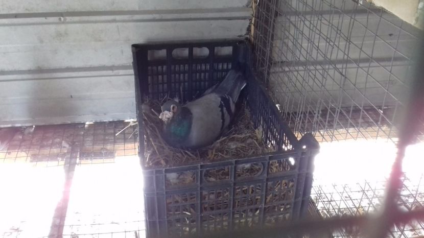  - V Pui voiajori stil vechi 2017