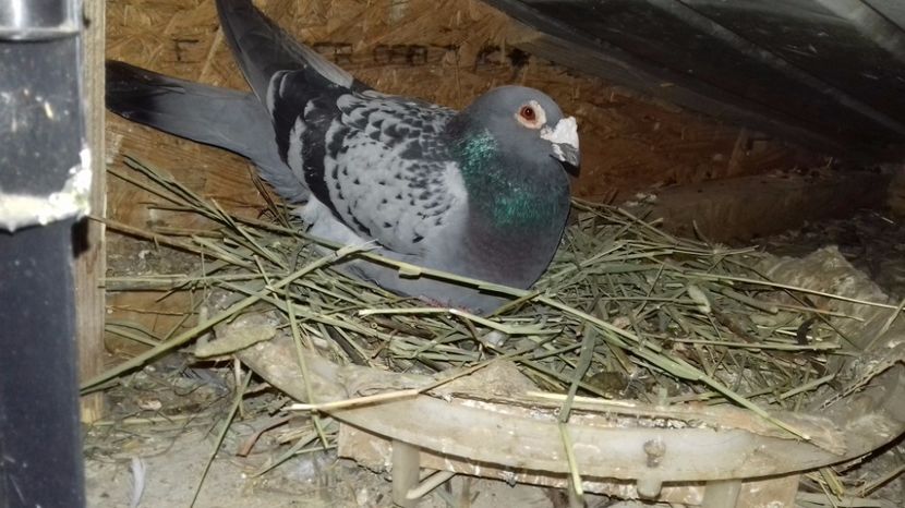  - V Pui voiajori stil vechi 2017