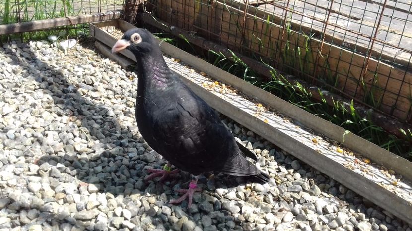  - V Pui voiajori stil vechi 2017