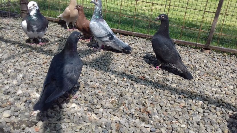  - V Pui voiajori stil vechi 2017