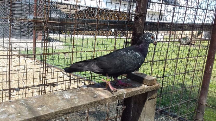  - V Pui voiajori stil vechi 2017