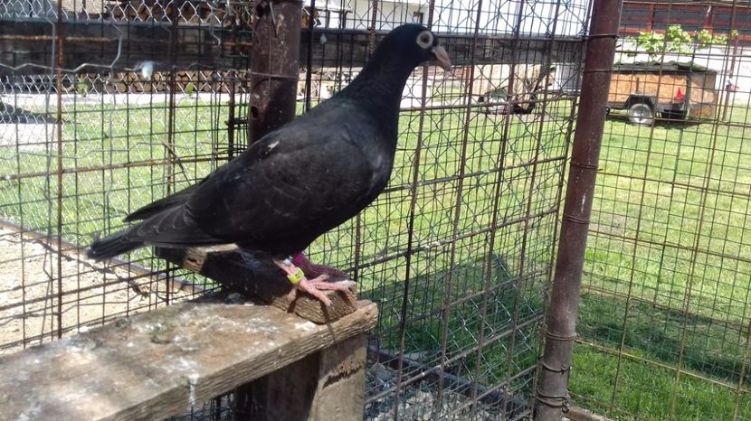  - V Pui voiajori stil vechi 2017