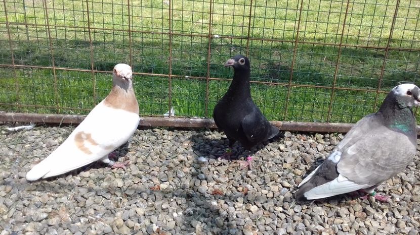  - V Pui voiajori stil vechi 2017