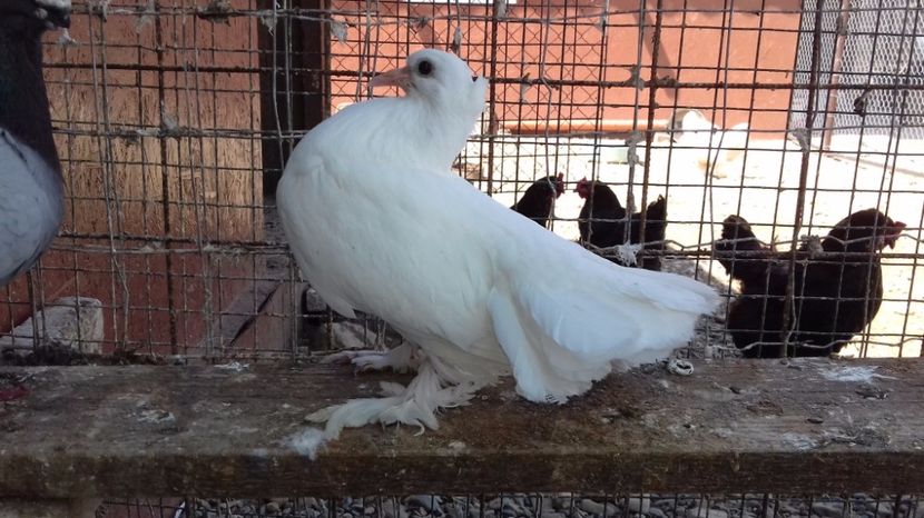  - V Pui voiajori stil vechi 2017