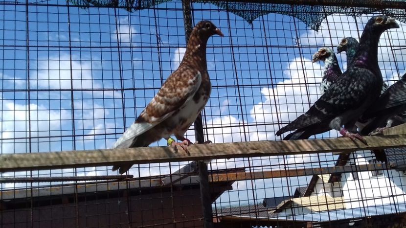  - V Pui voiajori stil vechi 2017